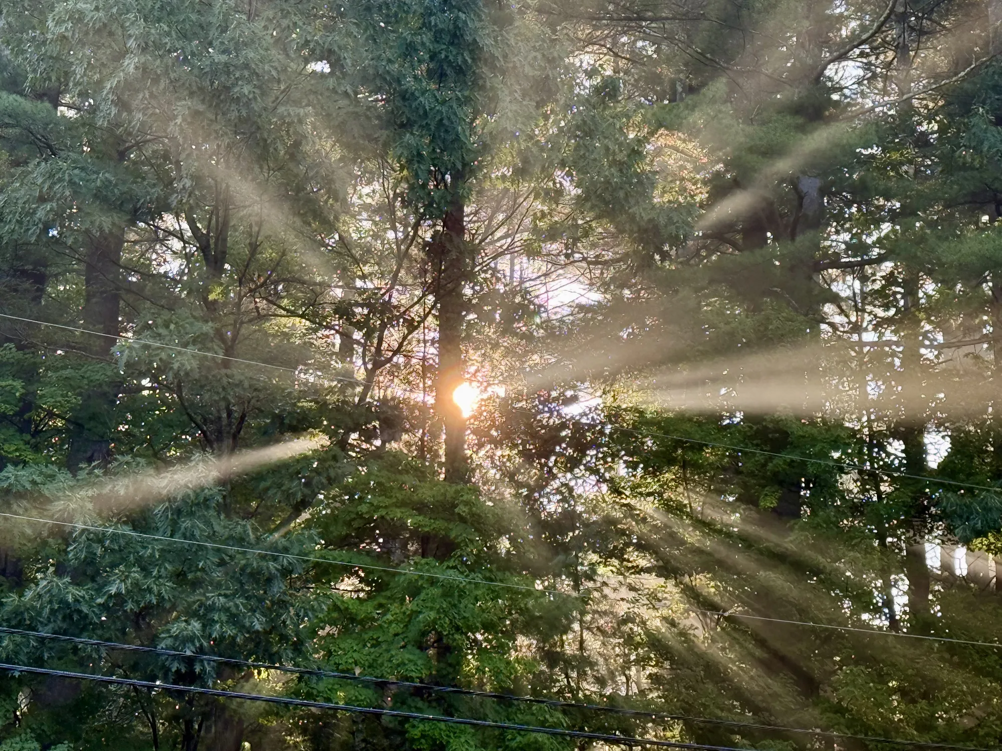 Sunbeams